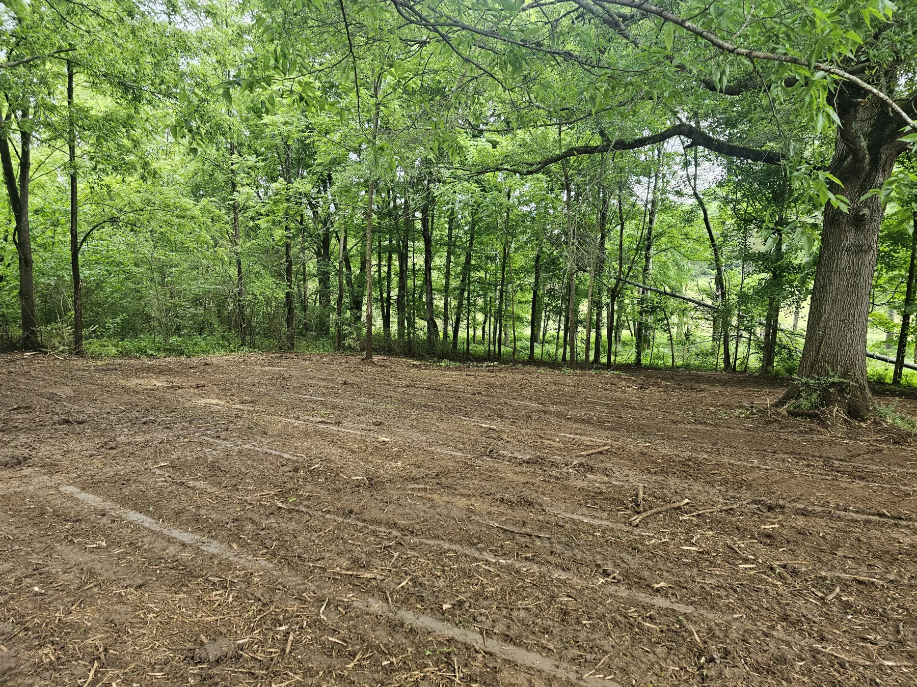 Mulched undergrowth on a Tennessee property